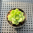 Echeveria 'Lime And Chile' Variegated 2" Succulent Plant