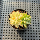 Echeveria 'Mebina' Variegated 2" Succulent Plant