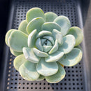 Echeveria 'Icy Green' 2"-3" Succulent Plant