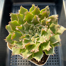 Graptoveria 'Starfire' 4" Large (Suculentia Original Hybrid) Succulent Plant