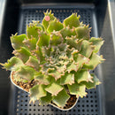 Graptoveria 'Starfire' 4" Large (Suculentia Original Hybrid) Succulent Plant