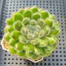 Echeveria 'Abiyu' 2" Succulent Plant
