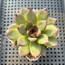 Echeveria 'Black Bear' 2" Succulent Plant