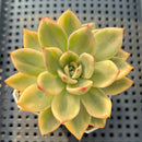 Echeveria Agavoides 'Indigo Ebony' Variegated 3" Succulent Plant