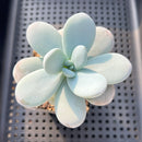 Jeronimoa Cuicatecana 2"-3" Succulent Plant