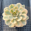 Echeveria Runyonii Variegated (Aka Echeveria 'Akaihosi' Variegated) 3" Succulent Plant