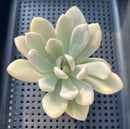 Graptoveria 'Opalina' Variegated 3" Succulent Plant