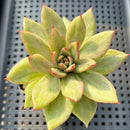 Echeveria Agavoides sp. Variegated 3" Succulent Plant
