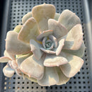 Echeveria 'Milk Purple' 3"-4" Changhee Hybrid succulent Plant