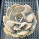 Echeveria 'Milk Purple' 3"-4" Changhee Hybrid succulent Plant
