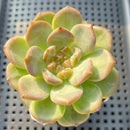 Echeveria 'Pumpkin' Jelly Type 2"-3" Succulent Plant