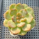 Echeveria 'Pumpkin' Jelly Type 2"-3" Succulent Plant