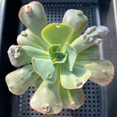 Echeveria 'Garden Bungalow' 4" Succulent Plant