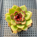 Echeveria Agavoides 'Eclipse' 2" (100% Grown In House) Succulent Plant