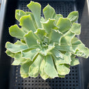 Echeveria 'Shaviana' Carunculated 3"-4" Succulent Plant