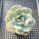 Echeveria 'Orange Monroe' 2" Succulent Plant