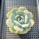 Echeveria 'Orange Monroe' 2" Succulent Plant