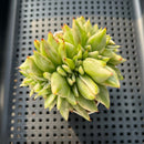 Echeveria Agavoides 'Elkhorn' Variegated Crested 3" Succulent Plant
