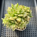 Echeveria Agavoides 'Elkhorn' Variegated Crested 3" Succulent Plant