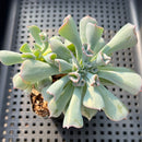 Echeveria 'Pignose' 2" Succulent Plant