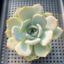 Echeveria 'Lehman' 2"-3" Succulent Plant