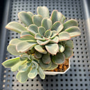 Echeveria 'Fantastic Fountain 2" Succulent Plant