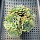 Echeveria 'Tuxpan' Cluster 2"-3" Succulent Plant
