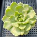 Echeveria 'Moca' Variegated 3" Succulent Plant