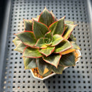 Echeveria 'Monocerotis' Variegated 2"-3" Succulent Plant