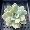 Echeveria 'Orange Monroe' Variegated 2"-3" Succulent Plant