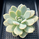 Echeveria 'Orange Monroe' Variegated 2"-3" Succulent Plant