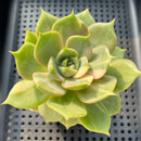 Echeveria 'Lake Baikal' Variegated 3" Succulent Plant