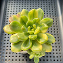 Pachyveria 'Paradox' Variegated 3" Succulent Plant