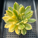 Echeveria 'Red Tip' Variegated 3" Succulent Plant