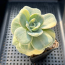 Graptoveria 'Lovely Rose' Variegated 2" Succulent Plant
