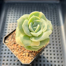 Graptoveria 'Lovely Rose' Variegated 2" Succulent Plant