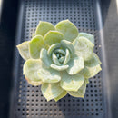 Echeveria 'Snow Shower' 2"-3" Succulent Plant