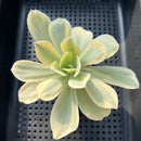 Echeveria 'Japan Moon River' Variegated 3” Succulent Plant