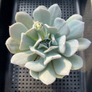 Echeveria 'Exotic' (Laui x 'Topsy Turvy') 3"-4" Succulent Plant