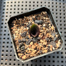 Massonia Pustulata 2" Perennial Plant