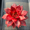 Echeveria Agavoides 'Luming' 3" Succulent Plant