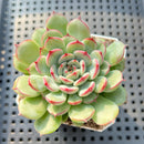 Echeveria 'Marcel' 2" Succulent Plant