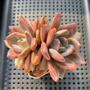 Echeveria 'Pink Champaign' 2"-3" Succulent Plant