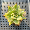 Echeveria Agavoides 'Elkhorn' Variegated 2" Succulent Plant