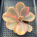 Echeveria 'Pink Angel' Variegated 2" Succulent Plant