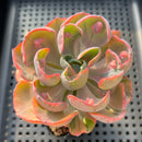 Echeveria 'Beyonce' Variegated 3"-4" Succulent Plant