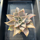 Echeveria 'Madiba' 2" Succulent Plant