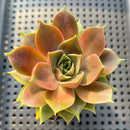 Echeveria 'Mysterious Rose' Super Clone 2"-3" Succulent Plant