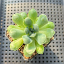 Echeveria Albicans Carunculated 2" Succulent Plant