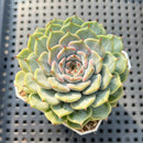 Echeveria 'Rio Heart' 2"-3" Succulent Plant